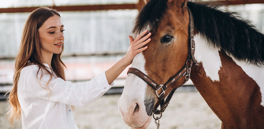 Cómo cuidar bien a los caballos y otros equinos