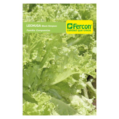 LECHUGA BLACK SEEDED SIMPSON X5GR