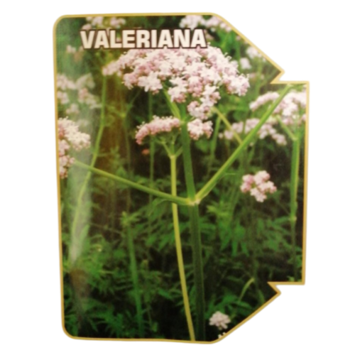 VALERIANA X 0.1 GR