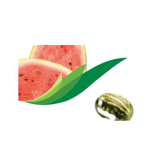SANDIA  X  5