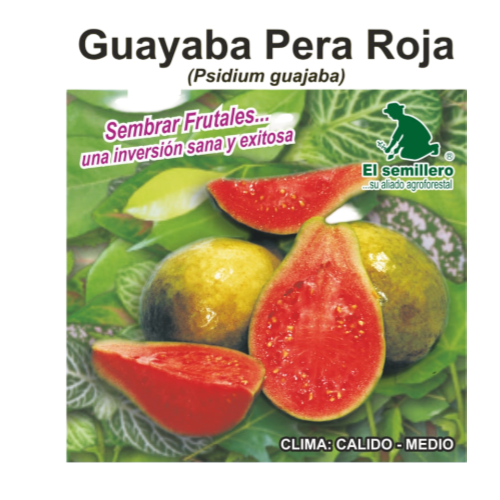 GUAYABA ROJA