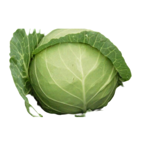 REPOLLO BOLA VERDE STANDARD